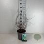 Philadelphus 'Lemoinei' 60-80 cm cont. 65L