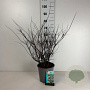 Spiraea nipp. 'Snowmound' 50-60 cm 6,5L