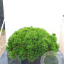 Pinus mugo pumilio GM 1.5