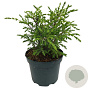 Juniperus comm. 'Hibernica' 15-20 cm 2,0L