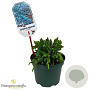 Juniperus squamata 'Blue Carpet' 25-30 cm 2,0L