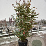 Parrotia persica 'Jodrell Bank' 10-12 cm 35L