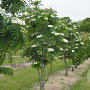 Sorbus 'Sunshine' 10-12 cm 35L 200 cm stam