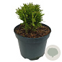 Thuja occ. 'Danica' 20 cm 2,0L