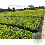 Pachysandra terminalis GM P9