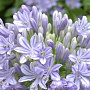 Agapanthus 'Glen Avon' GM cont. 90L
