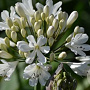 Agapanthus 'Snow Crystal' GM cont. 90L