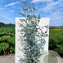 Eucalyptus gunnii Silverana 120-140 cm 25L