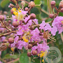 Lagerstroemia 'Muskogee' 18-20 HO container