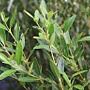 Phillyrea angustifolia 80-100 cm 9L