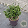 Ceanothus impressus 'Victoria' 30 cm 10L