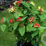 Hypericum i. 'Rheingold' 20-30 cm P13