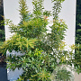 Pieris 'Forest Flame' 15-20 cm 2,0L