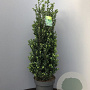 Ilex crenata 'Caroline Upright' 60 cm container bol