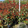 Photinia fraseri 'Red Robin' 100-125 cm 10L