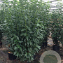 Prunus lusitanica 'Genolia 175-200 cm 25L