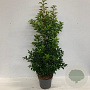 Prunus lusitanica 'Genolia 80-100 cm 10L