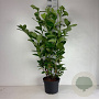 Prunus I. 'Rotundifolia' 80-100 cm 10L