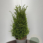 Taxus baccata 60-80 cm 10L