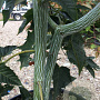 Acer capillipes 200-250 cm container meerstammig