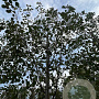 Alnus glutinosa 16-18 HO draadkluit