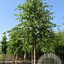 Betula nigra 25-30 cm draadkluit