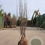 Cercis siliquastrum 200-250 cm draadkluit meerstammig