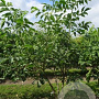 Juglans regia 350-400 cm draadkluit meerstammig