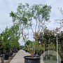 Koelreuteria paniculata 350-400 cm draadkluit meerstammig