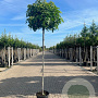 Liquidambar s. 'Gum Ball' 12-14 HO container boven vered. 225 cm stam