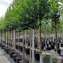 Malus 'Evereste' 12-14 HO container