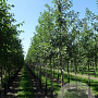 Malus 'Evereste' 16-18 HO draadkluit