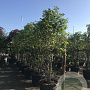 Magnolia 'Galaxy' 300-350 cm container meerstammig