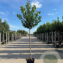 Prunus l. 'Novita' 14-16 HO container