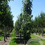 Prunus ser. 'Amanogawa' 16-18 cm draadkluit geveerd