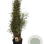 Fargesia nitida 'Black Pearl' 150-175 cm 30L