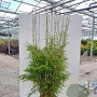 Fargesia Robusta 