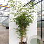 Phyllostachys Aureosulcata 