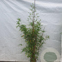 Phyllostachys aurea 150-175 cm 10L