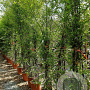 Phyllostachys nigra 200-250 cm 18L