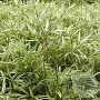 Pleioblastus shibuyanus 'Tsuboi' 10-20 cm 2,0L
