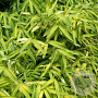 Pleioblastus viridistraiatus 'Auricoma' 10-20 cm 2,0L