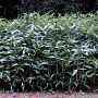 Sasa palmata nebulosa 10-15 cm 2,0L