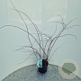 Spiraea cinerea 'Grefsheim' 40-50 cm 3,0L