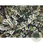 Erica darl. 'White Perfection' 20-25 cm 
