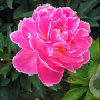 Paeonia (LD) 'Mme Emile Débatène' GM P9