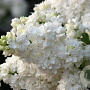 Syringa v. 'Monique Lemoine' 100 cm stam 5,0L