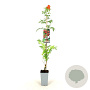 Campsis rad. 'Flamenco' 80-100 cm 2,0L veredeld