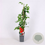 Campsis t. 'Mme Galen' 70 cm 2,0L