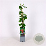 Lonicera brownii 'Dropmore Scarlet' 70 cm 2,0L